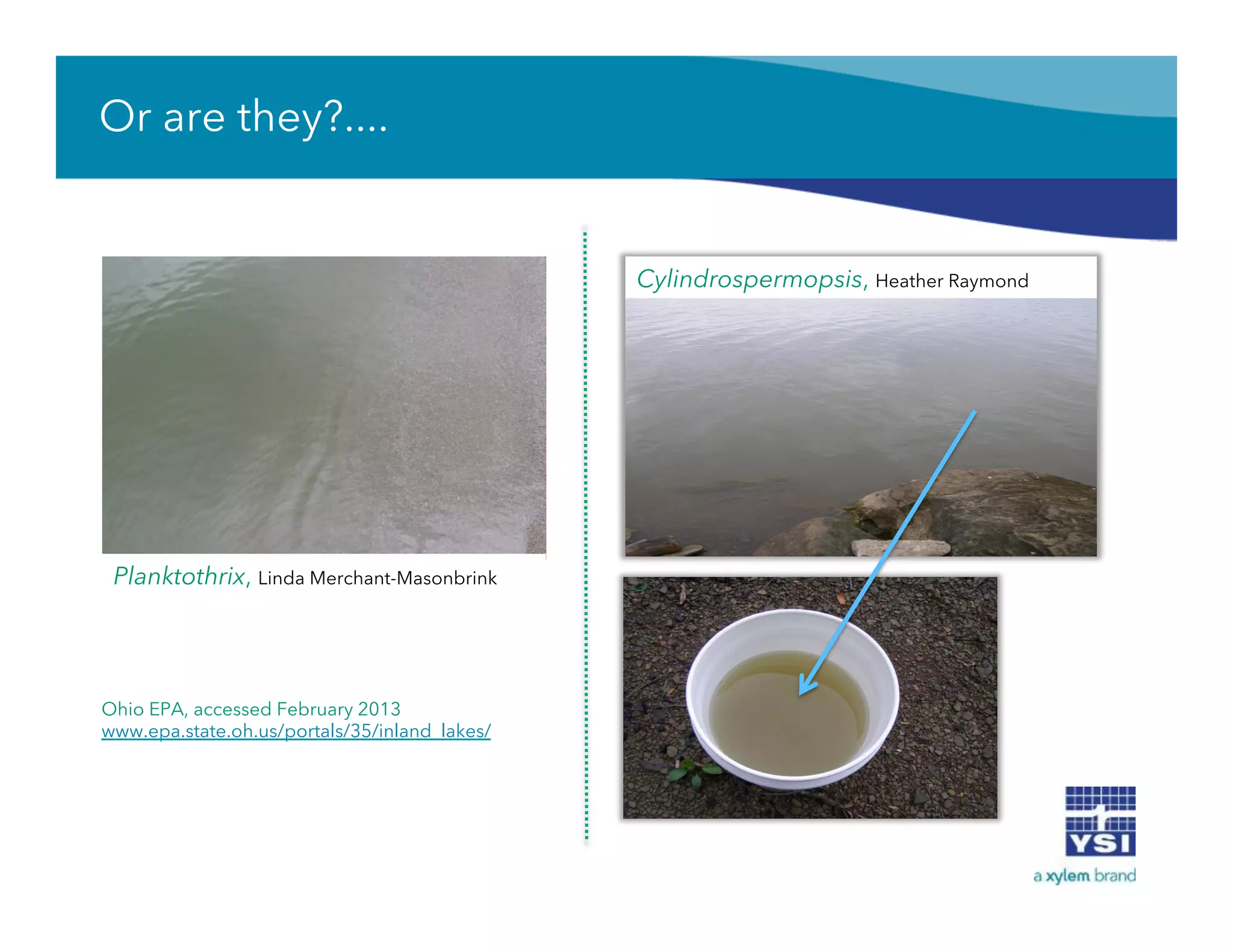 Or are they?....
Ohio EPA, accessed February 2013
www.epa.state.oh.us/portals/35/inland_lakes/
Planktothrix, Linda Merchant-Masonbrink
Cylindrospermopsis, Heather Raymond
 