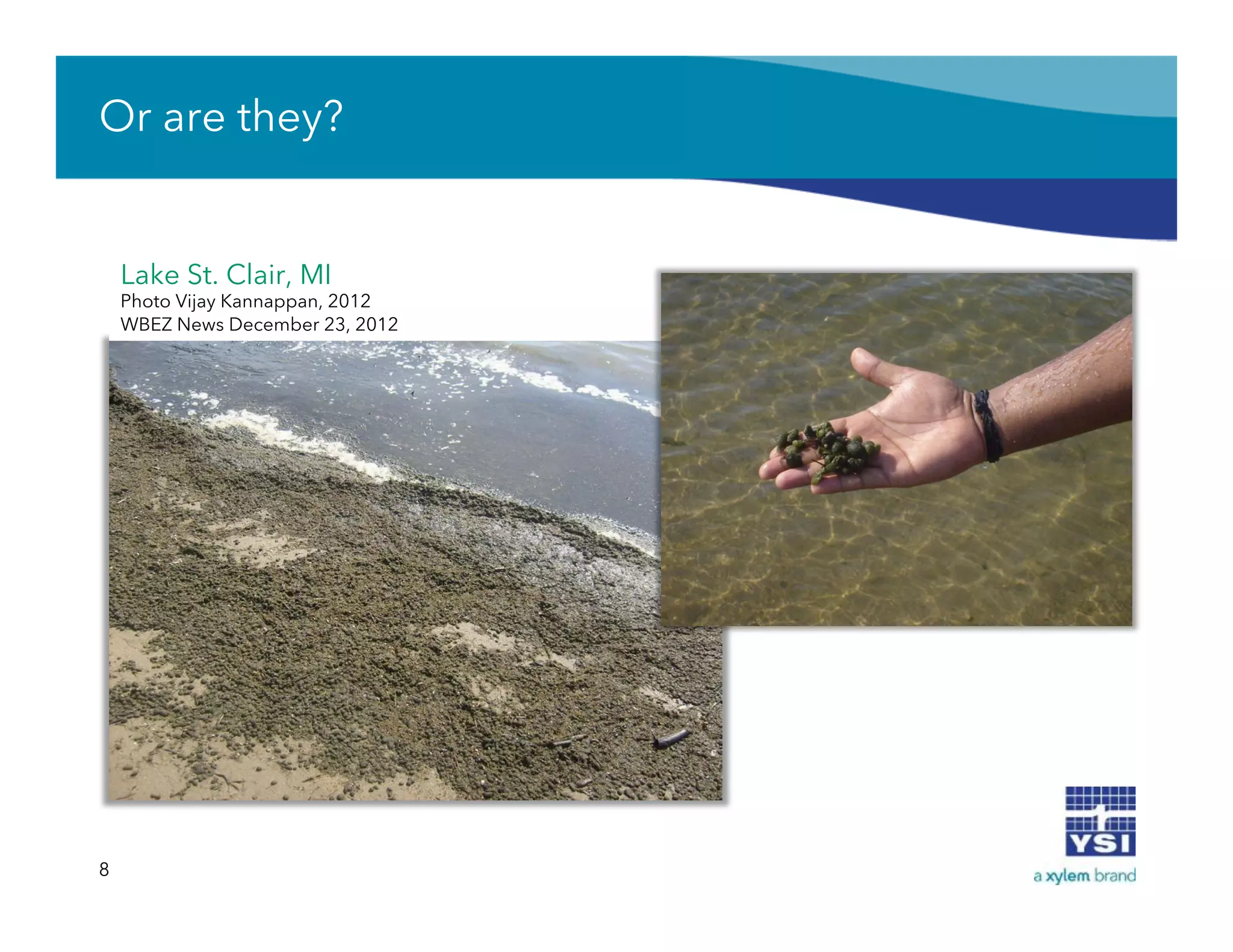 Or are they?
8
Lake St. Clair, MI
Photo Vijay Kannappan, 2012
WBEZ News December 23, 2012
 