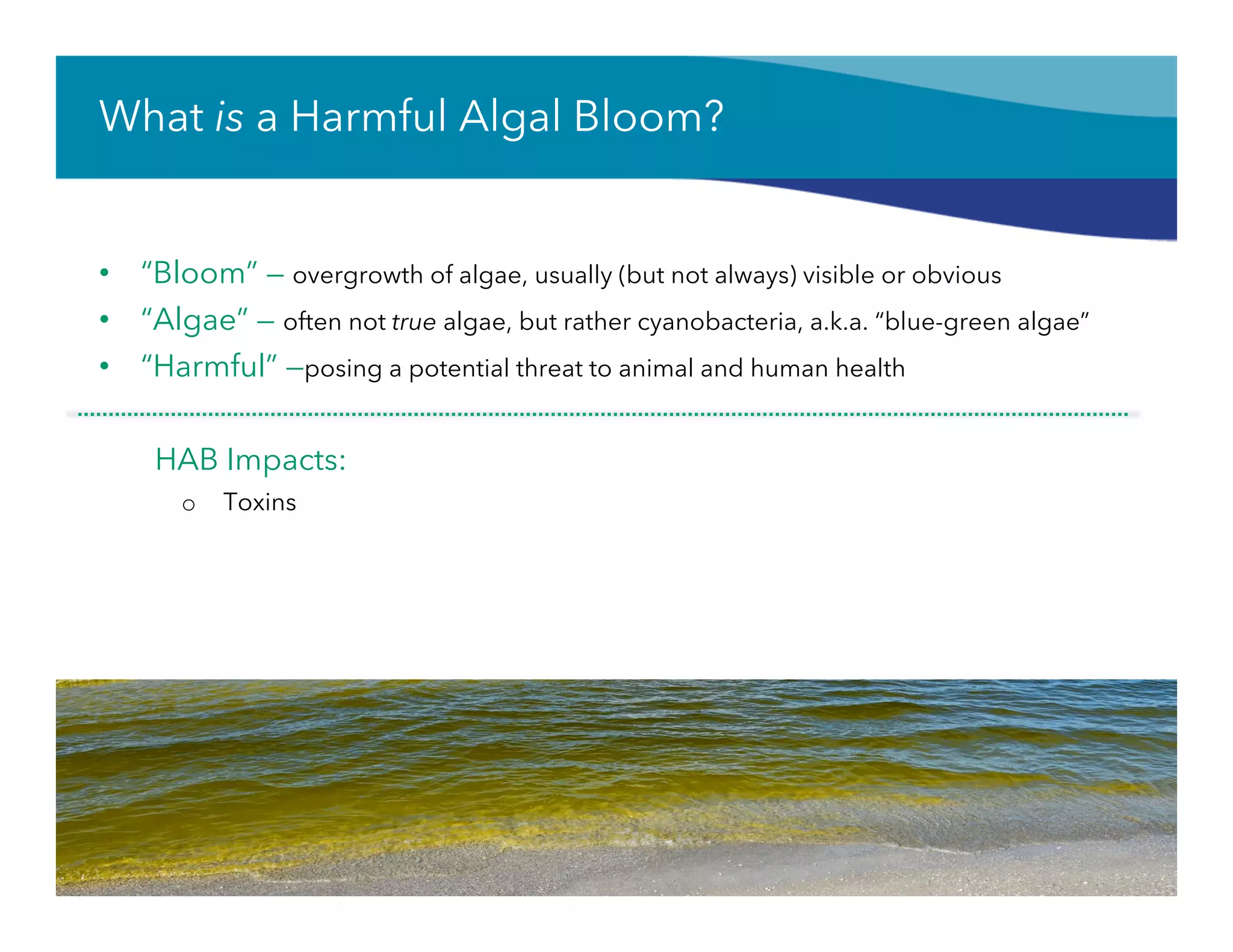 What is a Harmful Algal Bloom?
•  “Bloom” — overgrowth of algae, usually (but not always) visible or obvious
•  “Algae” — often not true algae, but rather cyanobacteria, a.k.a. “blue-green algae”
•  “Harmful” —posing a potential threat to animal and human health
HAB Impacts:
o  Toxins
 