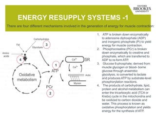 ENERGY RESUPPLY SYSTEMS -1
1. ATP is broken down enzymatically
to adenosine diphosphate (ADP)
and inorganic phosphate (Pi) to yield
energy for muscle contraction.
2. Phosphocreatine (PCr) is broken
down enzymatically to creatine and
phosphate, which are transferred to
ADP to re-form ATP.
3. Glucose 6-phosphate; derived from
muscle glycogen or blood- borne
glucose through anaerobic
glycolysis, is converted to lactate
and produces ATP by substrate-level
phosphorylation reactions.
4. The products of carbohydrate, lipid,
protein and alcohol metabolism can
enter the tricarboxylic acid (TCA or
Krebs) cycle in the mitochondria and
be oxidized to carbon dioxide and
water. This process is known as
oxidative phosphorylation and yields
energy for the synthesis of ATP.
There are four different mechanisms involved in the generation of energy for muscle contraction:
1
3
4
2
 