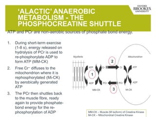 ‘ALACTIC’ ANAEROBIC
METABOLISM - THE
PHOSPHOCREATINE SHUTTLE
1. During short-term exercise
(1-8 s), energy released on
hydrolysis of PCr is used to
re-phosphorylate ADP to
form ATP (MM-CK)
2. Free Cr-- diffuses to the
mitochondrion where it is
rephosphorylated (Mi-CK)
by aerobically generated
ATP
3. The PCr then shuttles back
to the muscle fibre, ready
again to provide phosphate-
bond energy for the re-
phosphorylation of ADP
ATP and PCr are non-aerobic sources of phosphate bond energy.
1
2
3
MM-CK – Muscle (M isoform) of Creatine Kinase
Mi-CK – Mitochondrial Creatine Kinase
 