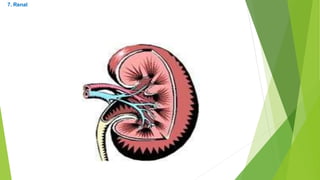 7. Renal
 