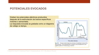 POTENCIALES EVOCADOS
Graban los potenciales eléctricos producidos
después de la estimulación de tractos específicos
motores o sensoriales.
La respuesta evocada es grabada como un diagrama
de voltaje vs tiempo.
Cottrell JE, Patel P. Cottrell and Patel’s Neuroanesthesia. 2017; 6th edition. Elsevier
 