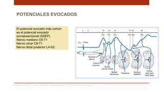 POTENCIALES EVOCADOS
El potencial evocado más común
es el potencial evocado
somatosensorial (SSEP).
Nervio mediano C6-T1
Nervio ulnar C8-T1
Nervio tibial posterior L4-S2.
Cottrell JE, Patel P. Cottrell and Patel’s Neuroanesthesia. 2017; 6th edition. Elsevier
 