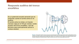 Respuesta auditiva del tronco
encefálico
Cottrell JE, Patel P. Cottrell and Patel’s Neuroanesthesia. 2017; 6th edition. Elsevier
Es un potencial evocado sensorial que es
producido cuando el sonido activa la via
auditiva.
El sonido activa la cóclea y el impulso
nervioso viaja por el VIII par craneal, núcleo
acústico del tronco encefálico, vías del
lemnisco para eventualmente activar la
corteza cerebral
 