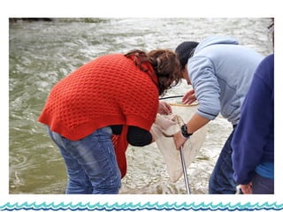 Monitorização do rio lis