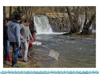 Monitorização do rio lis