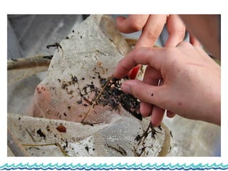 Monitorização do rio lis