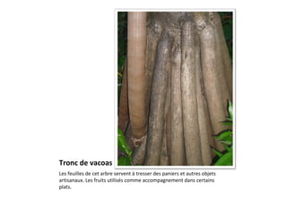 Tronc de vacoas Les feuilles de cet arbre servent à tresser des paniers et autres objets artisanaux. Les fruits utilisés comme accompagnement dans certains plats.