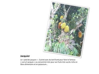 Jacquier Le « pied de jacques » . Cuisiné avec du lard fumé pour faire le fameux « carry ti jacques » ou consommé mûr pour ses fruits très sucrés riche en fibre alimentaire et en potassium…