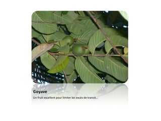 Goyave Un fruit excellent pour limiter les excès de transit…
