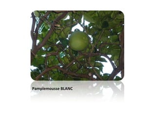 Pamplemousse BLANC