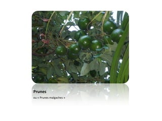 Prunes ou « Prunes malgaches »