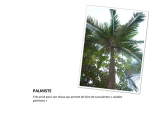 PALMISTE Très prisé pour son choux qui permet de faire de succulentes « salades palmistes »