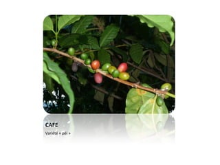 CAFE Variété « péi »