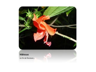 hibiscus en fin de floraison…