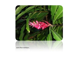 autre fleur exotique…