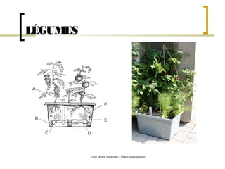 LÉGUMES

Tous droits réservés - Plani-paysage inc.

 