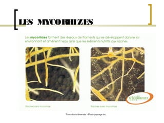 LES MYCOR
HIZES

Tous droits réservés - Plani-paysage inc.

 