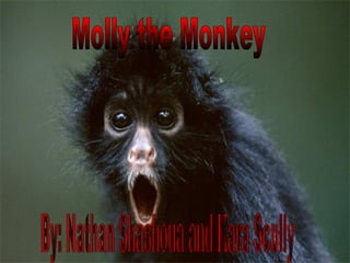 By: Nathan Shashoua and Kara Scully Molly the Monkey 