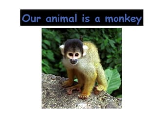 Our animal is a monkey 