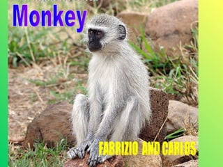 Monkey FABRIZIO  AND CARLOS 