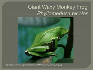 Giant Waxy Monkey FrogPhyllomedusa bicolor http://upload.wikimedia.org/wikipedia/commons/f/ff/Giant_Waxy_Monkey_Frog.jpg 