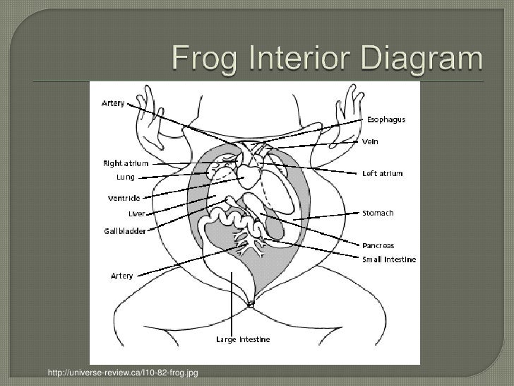Giant Waxy Monkey Frog diagram of the mouth and stomach 