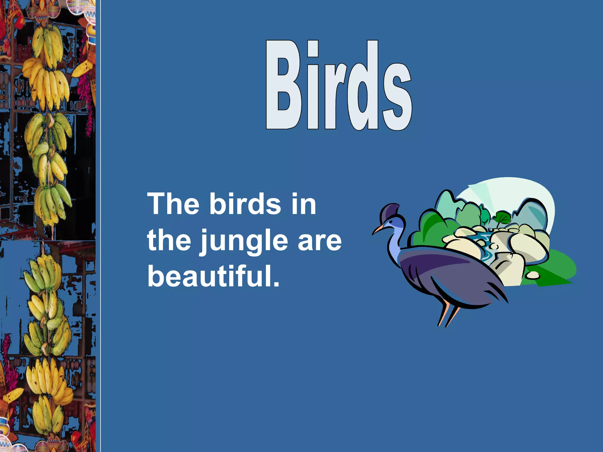 Birds The birds in the jungle are beautiful. 