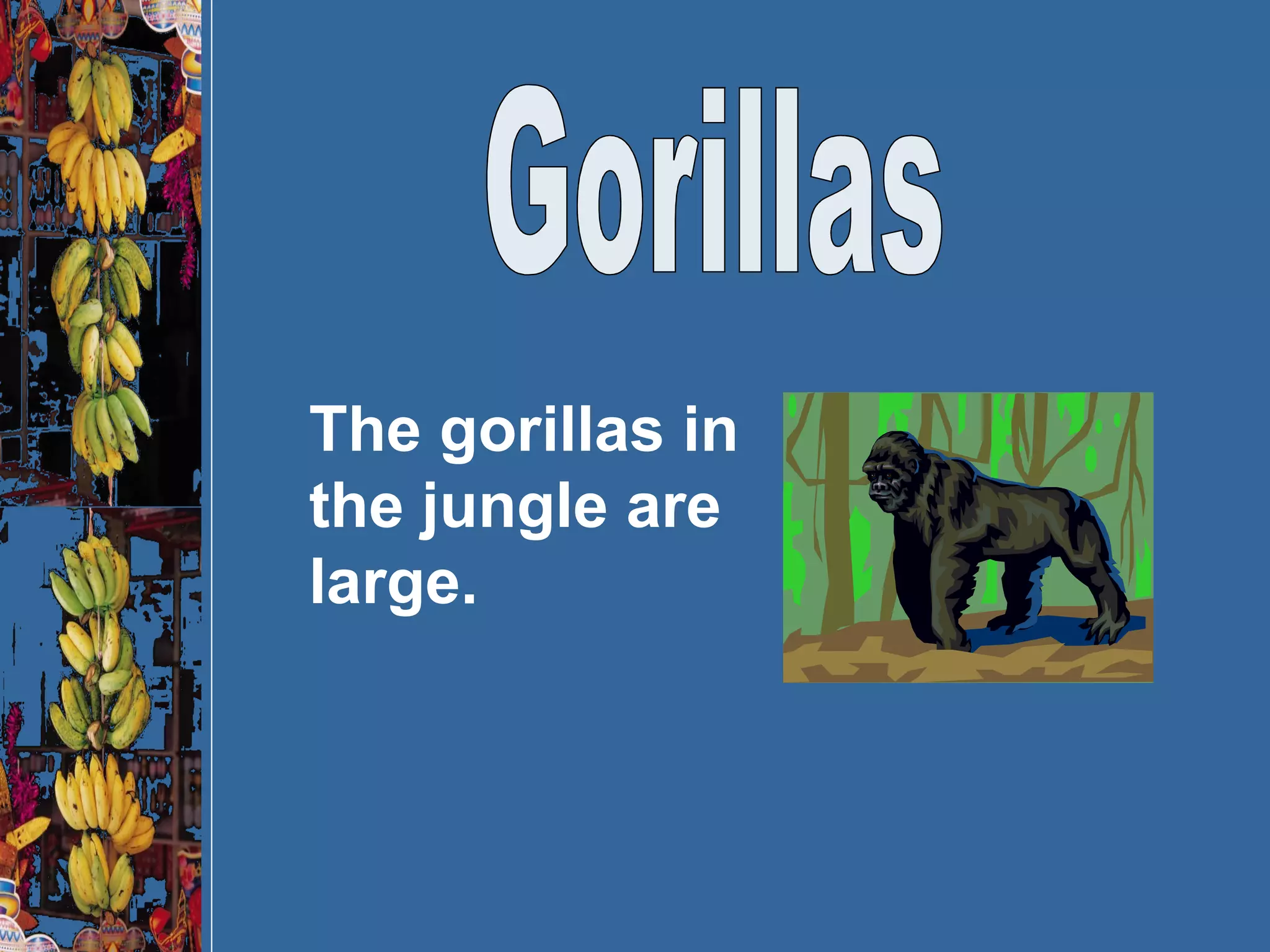 Gorillas The gorillas in the jungle are large. 