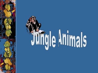 Jungle Animals 