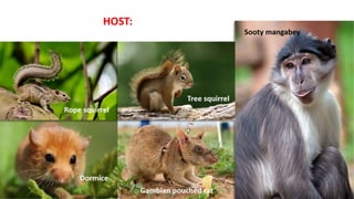 Animal-to-human transmission
• bite or scratch of infected animals like small
mammals including rodents (rats, squirrels)
...