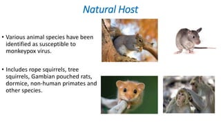 Natural Host
• Various animal species have been
identified as susceptible to
monkeypox virus.
• Includes rope squirrels, tree
squirrels, Gambian pouched rats,
dormice, non-human primates and
other species.
 
