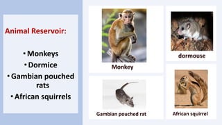 Animal Reservoir:
• Monkeys
•Dormice
•Gambian pouched
rats
•African squirrels
Monkeys
dormouse
Gambian pouched rat African squirrel
 