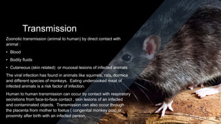 Transmission
Zoonotic transmission (animal to human) by direct contact with
animal :
• Blood
• Bodily fluids
• Cutaneous (skin related) or mucosal lesions of infected animals
The viral infection has found in animals like squirrels, rats, dormice
and different species of monkeys. Eating undercooked meat of
infected animals is a risk factor of infection.
Human to human transmission can occur by contact with respiratory
secretions from face-to-face contact , skin lesions of an infected
and contaminated objects. Transmission can also occur through
the placenta from mother to foetus ( congenital monkey pox) or
proximity after birth with an infected person.
 