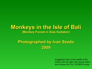 Monkeys in the Isle of Bali (Monkey Forest in Alas Kedaton) Photographed by Ivan Szedo 2009 Suggestion:click to the middle of the screen with the rigth side mouse button and choose the FULL SCREEN mode. 