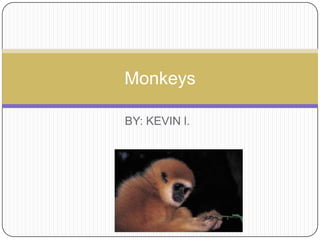 Monkeys
BY: KEVIN l.

 