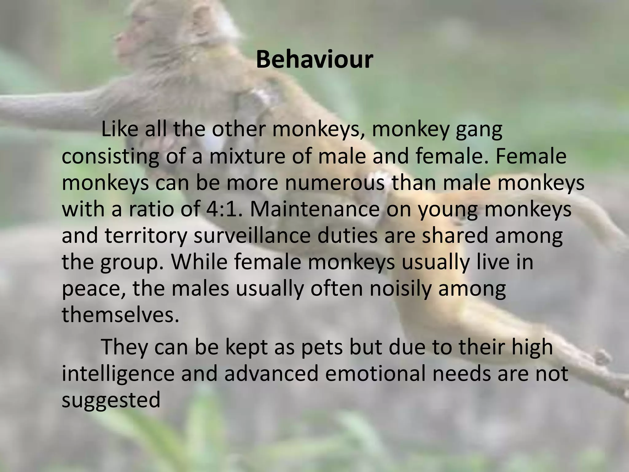 Behaviour
Like all the other monkeys, monkey gang
consisting of a mixture of male and female. Female
monkeys can be more numerous than male monkeys
with a ratio of 4:1. Maintenance on young monkeys
and territory surveillance duties are shared among
the group. While female monkeys usually live in
peace, the males usually often noisily among
themselves.
They can be kept as pets but due to their high
intelligence and advanced emotional needs are not
suggested
 