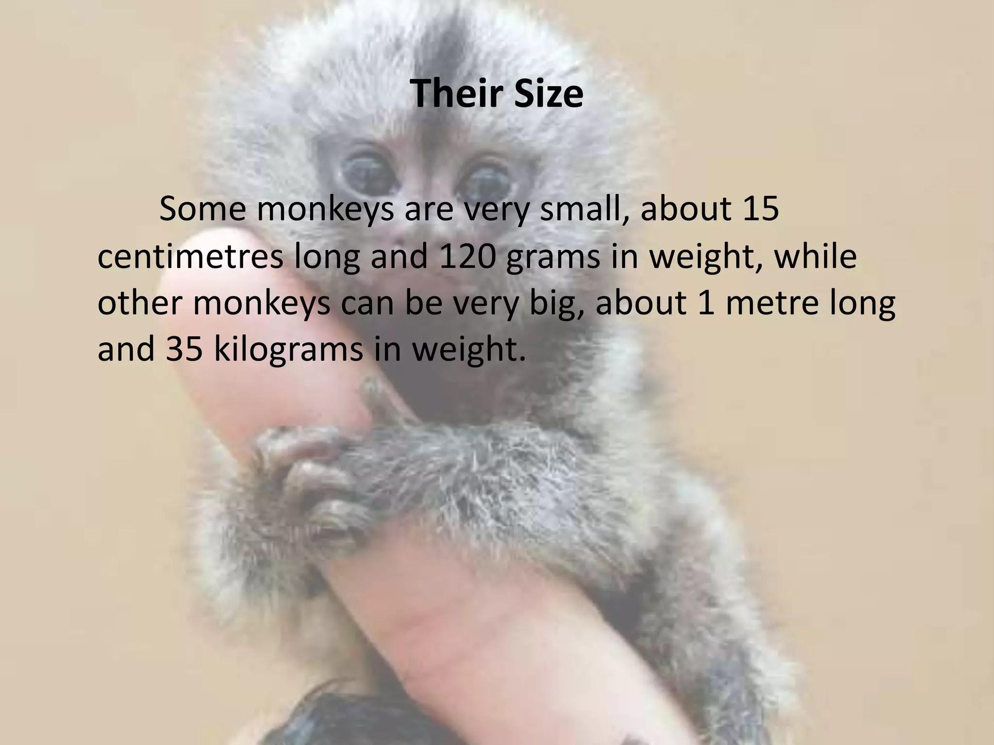 Their Size
Some monkeys are very small, about 15
centimetres long and 120 grams in weight, while
other monkeys can be very big, about 1 metre long
and 35 kilograms in weight.
 