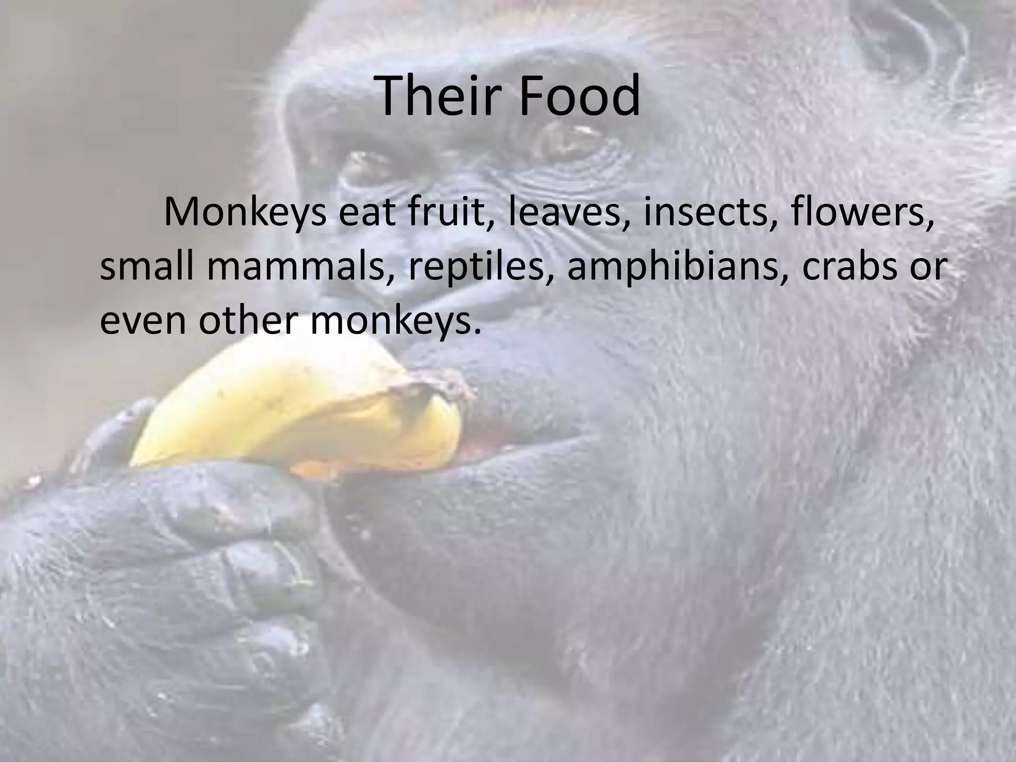 Their Food
Monkeys eat fruit, leaves, insects, flowers,
small mammals, reptiles, amphibians, crabs or
even other monkeys.
 