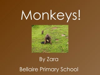 Monkeys! By Zara  Bellaire Primary School  