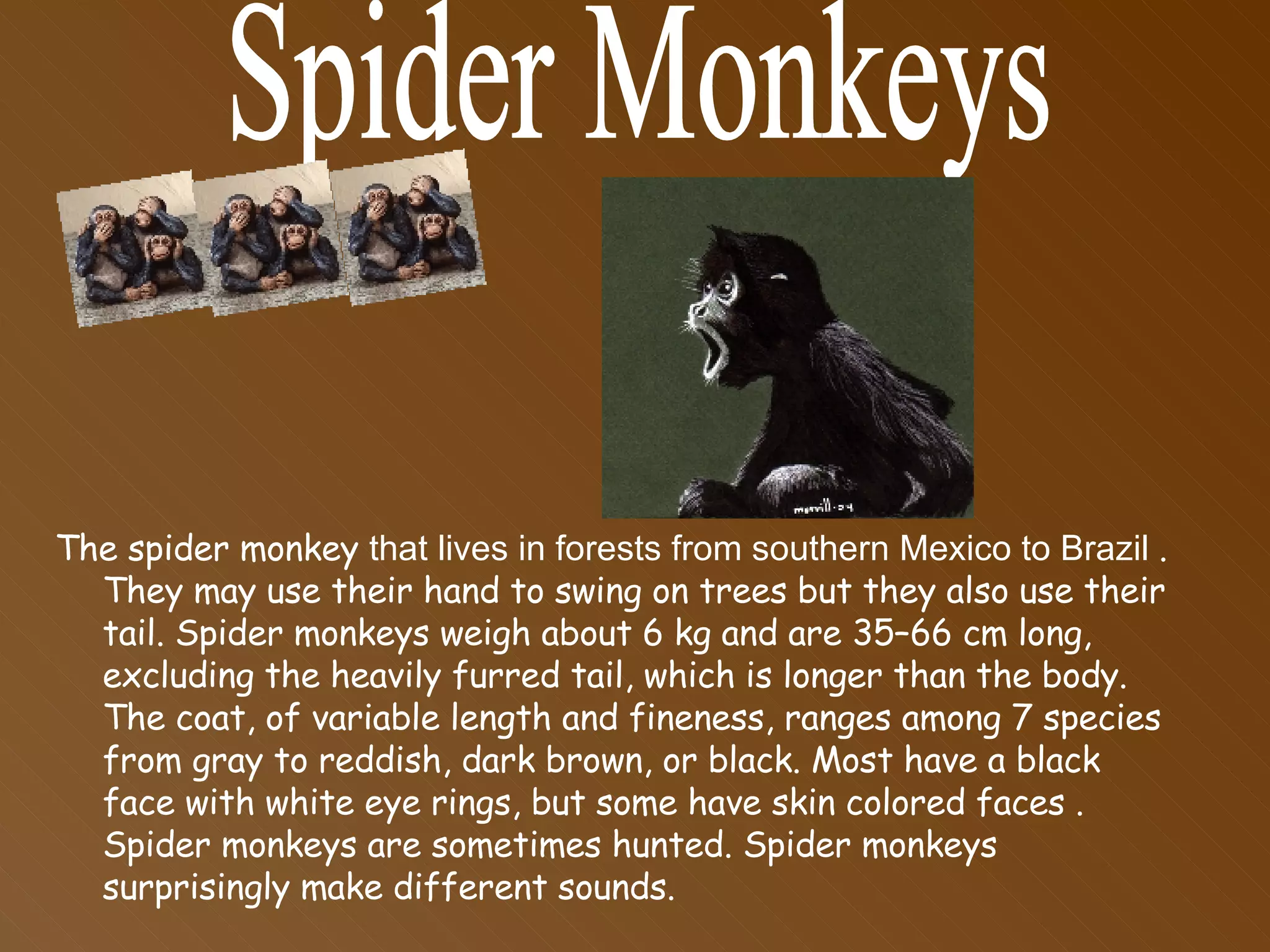 The spider monkey  that lives in forests from southern Mexico to Brazil  . They may use their hand to swing on trees but they also use their tail. Spider monkeys weigh about 6 kg and are 35–66 cm long, excluding the heavily furred tail, which is longer than the body. The coat, of variable length and fineness, ranges among 7 species from gray to reddish, dark brown, or black. Most have a black face with white eye rings, but some have skin colored faces . Spider monkeys are sometimes hunted. Spider monkeys surprisingly make different sounds.  Spider Monkeys 