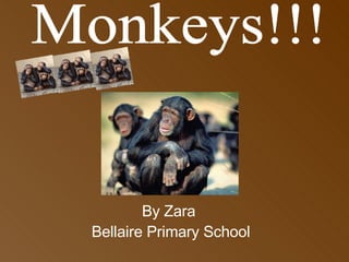 By Zara Bellaire Primary School Monkeys!!! 