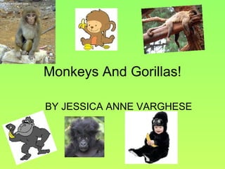 Monkeys And Gorillas! BY JESSICA ANNE VARGHESE 