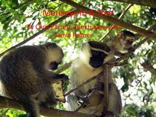 Monkeys In A Tree By Chris Parrott, Tom Haynes and Jamie Palmer 
