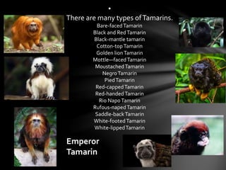 •
There are many types ofTamarins.
Bare-facedTamarin
Black and RedTamarin
Black-mantle tamarin
Cotton-topTamarin
Golden lionTamarin
Mottle—facedTamarin
MoustachedTamarin
NegroTamarin
PiedTamarin
Red-cappedTamarin
Red-handedTamarin
Rio NapoTamarin
Rufous-napedTamarin
Saddle-backTamarin
White-footedTamarin
White-lippedTamarin
Emperor
Tamarin
 