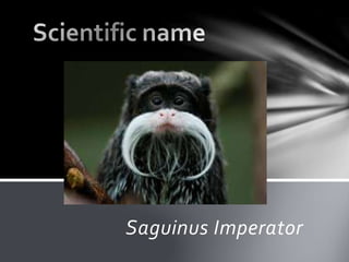 Saguinus Imperator
 