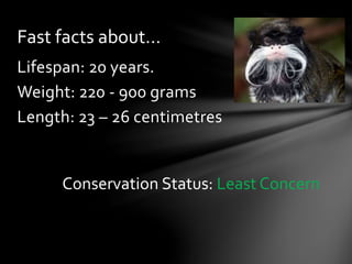 Lifespan: 20 years.
Weight: 220 - 900 grams
Length: 23 – 26 centimetres
Fast facts about…
Conservation Status: Least Concern
 
