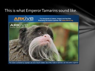 This is what EmperorTamarins sound like.
 
