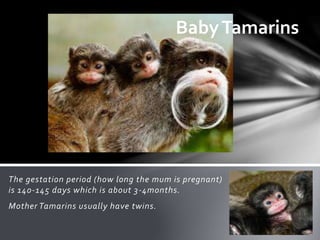 The gestation period (how long the mum is pregnant)
is 140-145 days which is about 3-4months.
Mother Tamarins usually have twins.
BabyTamarins
 